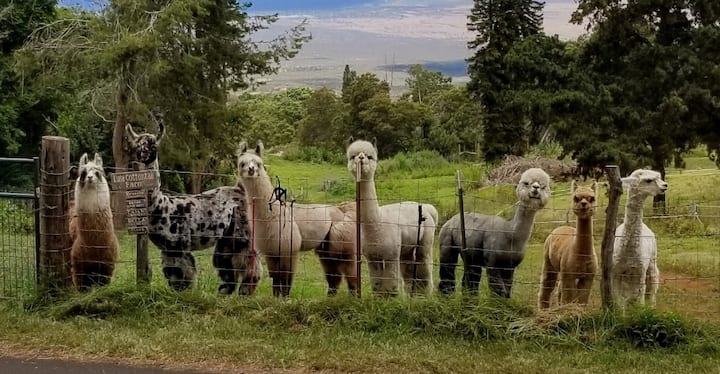 Upcountry Alpaca, Llama, and Rabbit working farm