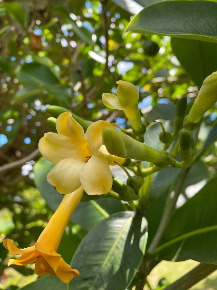 Puakenikeni Hilo Hale